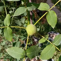 نهال گردو اصلاح شده ، تویسرکان، کانادایی،چندلر