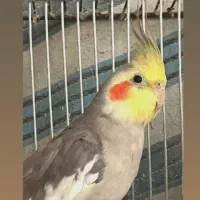 عروس هلندی نر بالغ