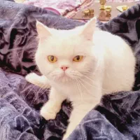 گربه پرشین سوپر فلت ماده