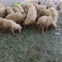 15عدد بره نر دو دمبه شیر مست چاق چاق