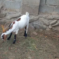 فروش کهره|حیوانات مزرعه|میناب, |دیوار