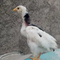 یک مرغ لهستانی و یک مرغ سلطان تخم گذار و دو جوجه|حیوانات مزرعه|قرچک, شهرک الحدید|دیوار