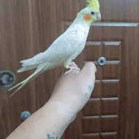 عروس هلندی منطقه ۱۹ شهرک احمدیه گم شده