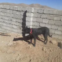 سگ هفت ماهه قهدریجانی|سگ|چادگان, |دیوار