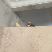 عروس هلندی|پرنده|تربت‌حیدریه, حیدرآباد|دیوار