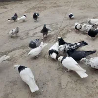 پرنده طوقی وا پلاکی|پرنده|شهرکرد, |دیوار