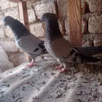 کبوتر سبز کاکلی|پرنده|قم, شاه ابراهیم|دیوار