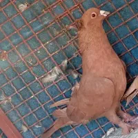 کبوتر پلنگ|پرنده|یزدان شهر, |دیوار