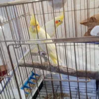 عروس هلندی مولد با جوجه