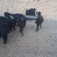 کهره نر چاق|حیوانات مزرعه|مرودشت, پشت سایپا|دیوار