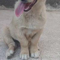 واگذاری سگ|سگ|نیشابور, شهرک رسولی|دیوار