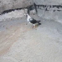 کبوتر|پرنده|کوار, |دیوار