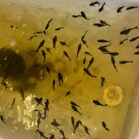 ماهی مولی گوپی تایگر|ماهی|مشهد, توس (بلوار توس)|دیوار