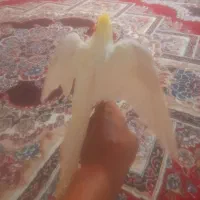 عروس هلندی،طوطی برزیلی،فنج،م با ملنگو و راهب