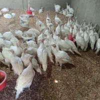 جوجه