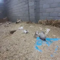 خرگوش لپ هلندی