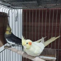 عروس هلندی مولد دستی با قفس