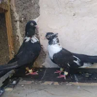 کلاغ دمسفید سینه|پرنده|مشهد, نرگس (شهرک غرب)|دیوار