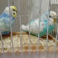 جفت مرغ عشق|پرنده|گرگان, |دیوار