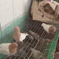 پرنده ساری باش