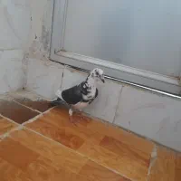 یه عدد ماده هوایی