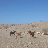 تعداد زیادی بز سالم|حیوانات مزرعه|توکهور, |دیوار