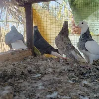 دم سفید طوقی