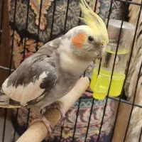 عروس هلندی سخنگو دستی