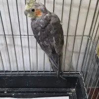 جوجه عروس هلندی