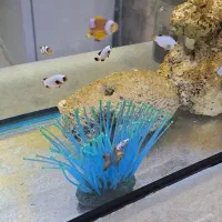 ماهی آب شور دلقک پرکولا بلک ایس