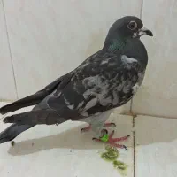 دمبی و سبز پلاکی و کوهی اصل|پرنده|شیراز, وزیرآباد|دیوار