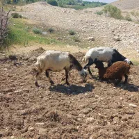 میش و بره .بز و بره