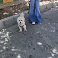سگ شیتزو با نمک