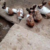 خرگوش بازیگوش