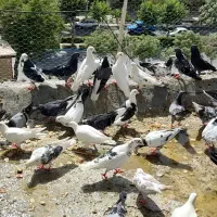 تعدادی کبوتر از انواع و اقسام  برافروش|پرنده|اصفهان, سرشبادران|دیوار