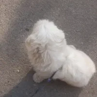 سگ ماده خوشگل|سگ|هشتگرد, شهرک بعثت|دیوار