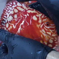 دیسکس تاپ گرید