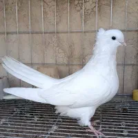 ماده تهرونی