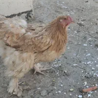 مرغ و خروس برهما|حیوانات مزرعه|قم, شهرک قدس|دیوار