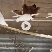 نه عددسرخ دم سفید|پرنده|شهرضا, |دیوار