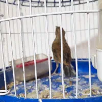 قناری سهر|پرنده|دزفول, |دیوار