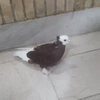 کبوتر رنگی|پرنده|شوشتر, |دیوار