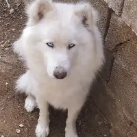 هاسکی چشم آبی نر