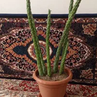 گل کاکتوس|گل و گیاه طبیعی|ملایر, |دیوار