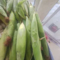 بلال تازه و شیری