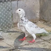 گرفتنی شب|پرنده|دزفول, |دیوار