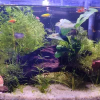 اکواریوم گیاهی