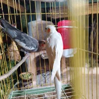عروس هلندی