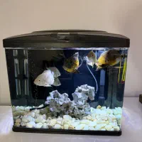 اکواریوم ۶۰لیتری|ماهی|آکند, |دیوار