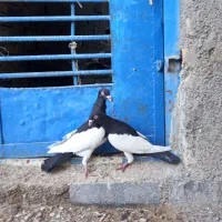 کبوتر.|پرنده|سوسنگرد, |دیوار